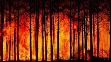 Parce que la chaleur extrême, les incendies et les sécheresses cet été sont un avant-goût de notre avenir 20 Parce Que La Chaleur Extrême, Les Incendies Et Les Sécheresses