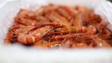Parce que sucer des têtes de crevettes ou les réutiliser pour faire du bouillon est dangereux 25 Parce Que Sucer Des Têtes De Crevettes Ou Les Réutiliser