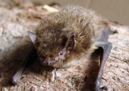 Pipistrello Effectue Une Migration Record De 2 000 Km De