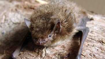 Pipistrello effectue une migration record de 2 000 km de Londres vers la Russie, mais est tué par un chat 24 Pipistrello Effectue Une Migration Record De 2 000 Km De