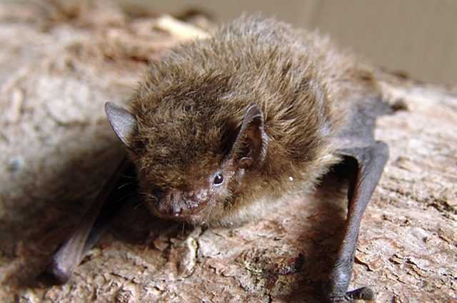 Pipistrello effectue une migration record de 2 000 km de Londres vers la Russie, mais est tué par un chat 1 Pipistrello Effectue Une Migration Record De 2 000 Km De