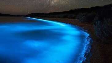 Qu'est-ce que la mer de lait et comment se forme-t-elle, le phénomène spectaculaire de la bioluminescence 8 Qu'est Ce Que La Mer De Lait Et Comment Se Forme T Elle,