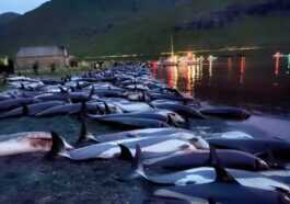 1500 Dauphins Poignardés à Mort Aux îles Féroé : Ce