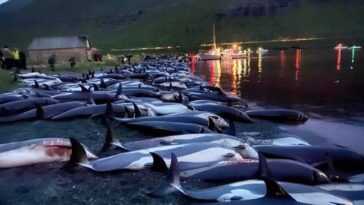 1500 dauphins poignardés à mort aux îles Féroé : ce fut le pire massacre de l'histoire 25 1500 Dauphins Poignardés à Mort Aux îles Féroé : Ce
