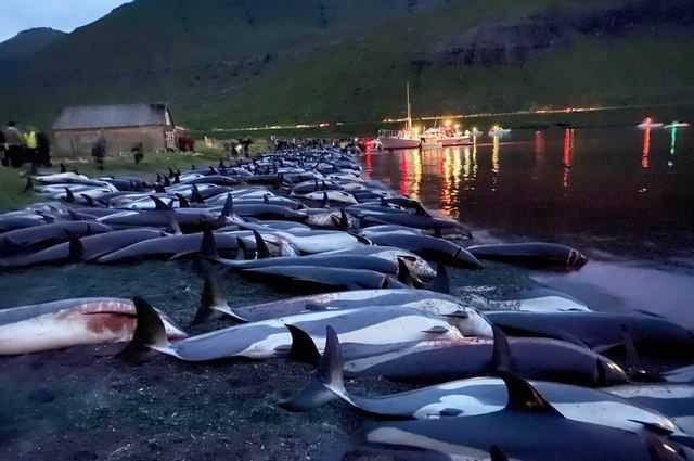 1500 dauphins poignardés à mort aux îles Féroé : ce fut le pire massacre de l'histoire 1 1500 Dauphins Poignardés à Mort Aux îles Féroé : Ce