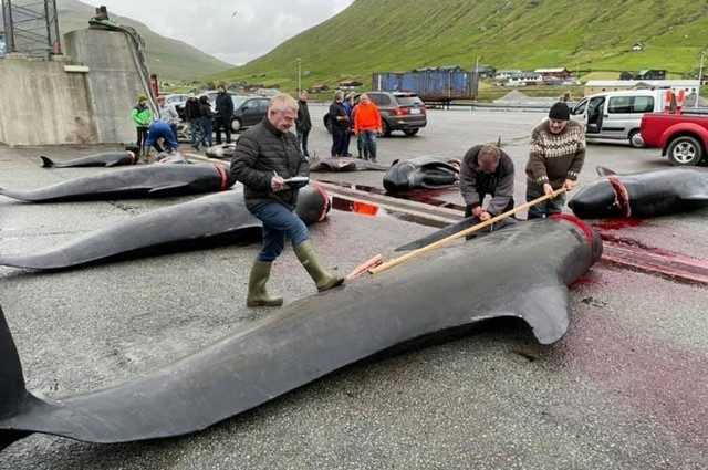 52 globicéphales poignardés à mort aux îles Féroé après le massacre de dauphins : les massacres ne s'arrêtent pas 1 52 Globicéphales Poignardés à Mort Aux îles Féroé Après Le
