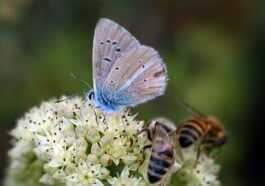 9% Des Abeilles Et Des Papillons Risquent L'extinction : Parce