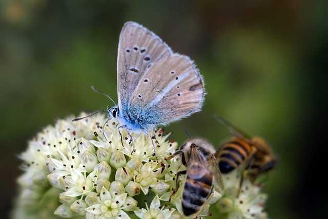 9% des abeilles et des papillons risquent l'extinction : parce que la disparition des pollinisateurs est une catastrophe 1 9% Des Abeilles Et Des Papillons Risquent L'extinction : Parce