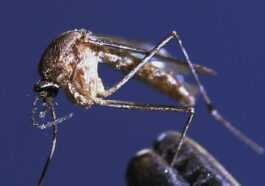 Alerte Au Virus Du Nil Occidental : Transmis Par Les