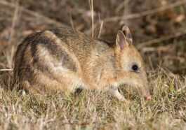 Ce marsupial est le premier animal déclaré éteint à l'état sauvage puis sauvé en Australie 8 Ce Marsupial Est Le Premier Animal Déclaré éteint à L'état