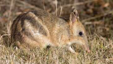 Ce marsupial est le premier animal déclaré éteint à l'état sauvage puis sauvé en Australie 10 Ce Marsupial Est Le Premier Animal Déclaré éteint à L'état