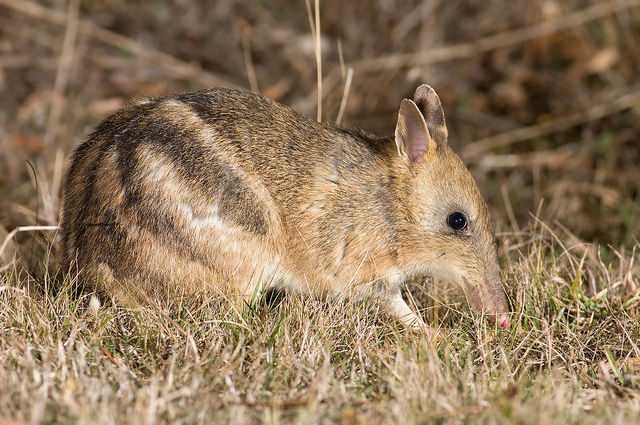 Ce marsupial est le premier animal déclaré éteint à l'état sauvage puis sauvé en Australie 1 Ce Marsupial Est Le Premier Animal Déclaré éteint à L'état