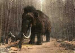 Des Scientifiques Veulent Redonner Vie à Des Mammouths Disparus :