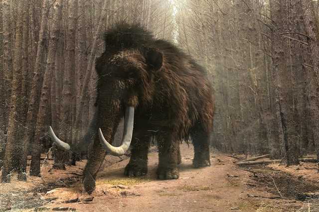 Des scientifiques veulent redonner vie à des mammouths disparus : « Premiers oursons hybrides d'ici 6 ans » 1 Des Scientifiques Veulent Redonner Vie à Des Mammouths Disparus :
