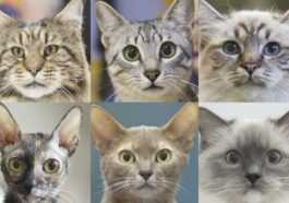 Identifié Les 7 Traits De Personnalité Des Chats : Voici