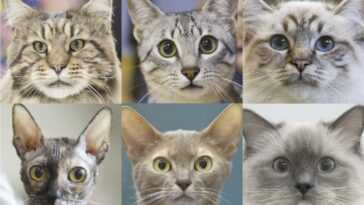 Identifié les 7 traits de personnalité des chats : voici les races les plus dociles, agressives et craintives 7 Identifié Les 7 Traits De Personnalité Des Chats : Voici