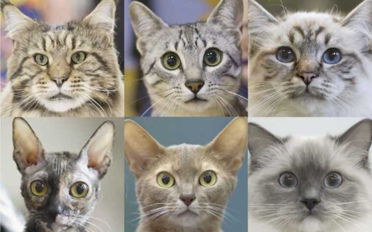 Identifié les 7 traits de personnalité des chats : voici les races les plus dociles, agressives et craintives 1 Identifié Les 7 Traits De Personnalité Des Chats : Voici