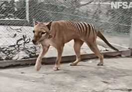 La Vidéo Couleur émouvante Et époustouflante Du Dernier Tigre De