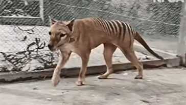 La vidéo couleur émouvante et époustouflante du dernier tigre de Tasmanie, éteint depuis des décennies 8 La Vidéo Couleur émouvante Et époustouflante Du Dernier Tigre De