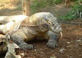 Les dragons de Komodo sont officiellement en danger d'extinction à cause du changement climatique 60 Les Dragons De Komodo Sont Officiellement En Danger D'extinction à