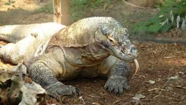 Les dragons de Komodo sont officiellement en danger d'extinction à cause du changement climatique 15 Les Dragons De Komodo Sont Officiellement En Danger D'extinction à