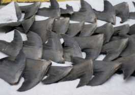 Les Requins Massacrés Par Leurs Ailerons Sont Menacés D'extinction, Mais