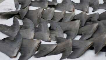 Les requins massacrés par leurs ailerons sont menacés d'extinction, mais maintenant nous pouvons arrêter cette atrocité 25 Les Requins Massacrés Par Leurs Ailerons Sont Menacés D'extinction, Mais
