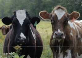 Les Vaches Peuvent Aussi Apprendre à Aller "aux Toilettes" (et