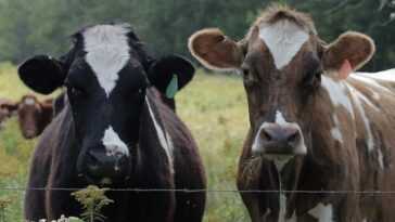 Les vaches peuvent aussi apprendre à aller "aux toilettes" (et c'est plus bénéfique qu'on ne le pense) 22 Les Vaches Peuvent Aussi Apprendre à Aller "aux Toilettes" (et