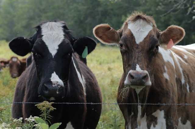 Les vaches peuvent aussi apprendre à aller "aux toilettes" (et c'est plus bénéfique qu'on ne le pense) 1 Les Vaches Peuvent Aussi Apprendre à Aller "aux Toilettes" (et