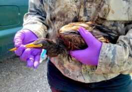 Plus De 100 Oiseaux Et Autres Animaux Couverts De Pétrole