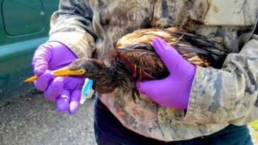 Plus de 100 oiseaux et autres animaux couverts de pétrole en raison d'un accident dans une raffinerie 28 Plus De 100 Oiseaux Et Autres Animaux Couverts De Pétrole