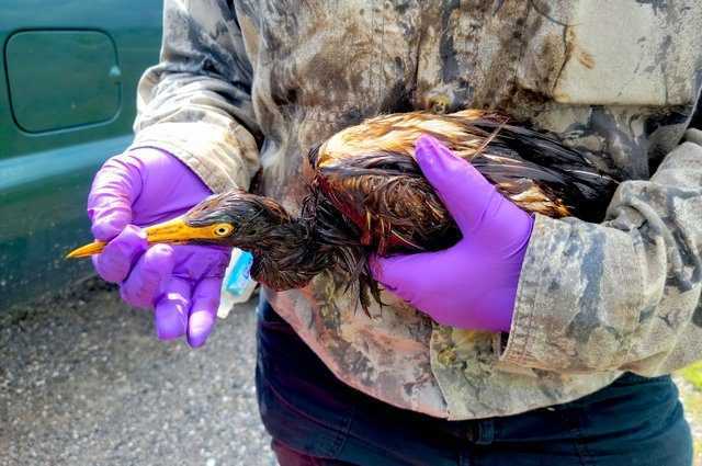 Plus de 100 oiseaux et autres animaux couverts de pétrole en raison d'un accident dans une raffinerie 1 Plus De 100 Oiseaux Et Autres Animaux Couverts De Pétrole