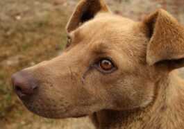 Si Votre Chien A Les Yeux Rouges, Il Peut Avoir