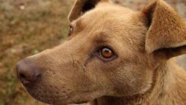 Si Votre Chien A Les Yeux Rouges, Il Peut Avoir