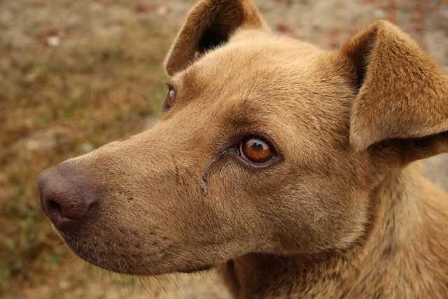 Si votre chien a les yeux rouges, il peut avoir une maladie grave : que faire 1 Si Votre Chien A Les Yeux Rouges, Il Peut Avoir
