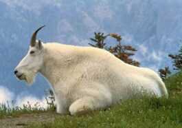 Snow Goat Tue Un Grizzly En Le Perçant Avec Ses