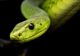 Tous Les Serpents Modernes Sont Dérivés Des Quelques Survivants De