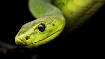 Tous les serpents modernes sont dérivés des quelques survivants de l'astéroïde qui a tué les dinosaures 19 Tous Les Serpents Modernes Sont Dérivés Des Quelques Survivants De