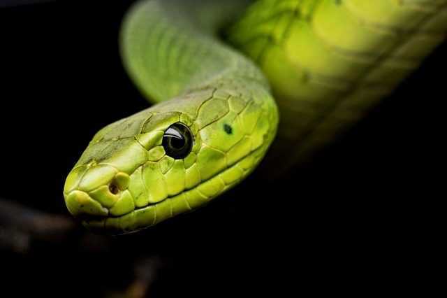 Tous les serpents modernes sont dérivés des quelques survivants de l'astéroïde qui a tué les dinosaures 1 Tous Les Serpents Modernes Sont Dérivés Des Quelques Survivants De