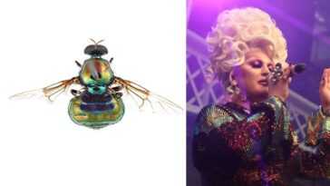 Une nouvelle espèce de mouche aux couleurs vives nommée d'après la drag queen RuPaul 8 Une Nouvelle Espèce De Mouche Aux Couleurs Vives Nommée D'après