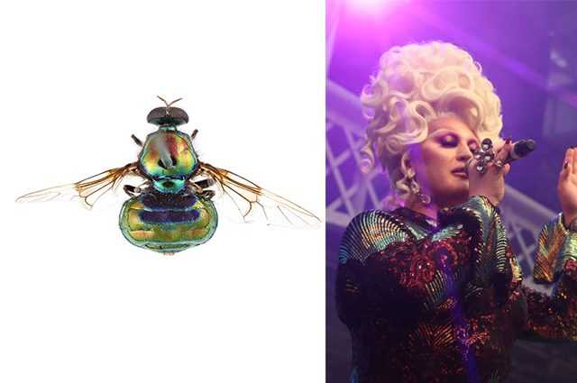 Une nouvelle espèce de mouche aux couleurs vives nommée d'après la drag queen RuPaul 1 Une Nouvelle Espèce De Mouche Aux Couleurs Vives Nommée D'après
