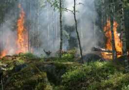 10 Forêts De L'unesco Rejettent Plus De Co2 Qu'elles N'en