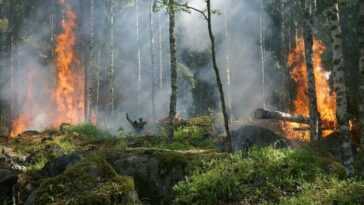 10 Forêts De L'unesco Rejettent Plus De Co2 Qu'elles N'en