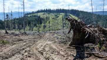 Sur Facebook, Ils Vendent Des Morceaux De La Forêt Amazonienne