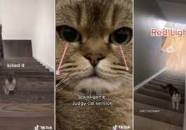 Quel Est Le Jeu Cat Squid Qui Est Populaire Sur