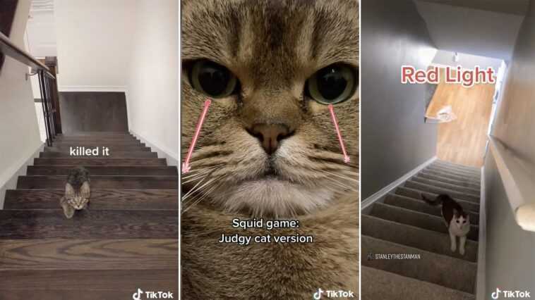 Quel est le jeu Cat Squid qui est populaire sur TikTok 1 Quel Est Le Jeu Cat Squid Qui Est Populaire Sur