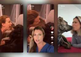 La dernière tendance de TikTok peut amener votre chien à vous attaquer : l'alarme vétérinaire 49 La Dernière Tendance De Tiktok Peut Amener Votre Chien à