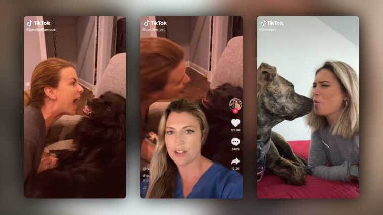 La dernière tendance de TikTok peut amener votre chien à vous attaquer : l'alarme vétérinaire 1 La Dernière Tendance De Tiktok Peut Amener Votre Chien à