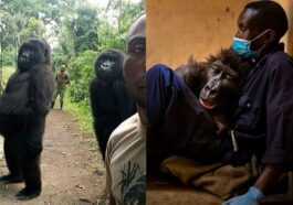 Adieu à Ndakasi, Le Gorille « Viral » Décédé à